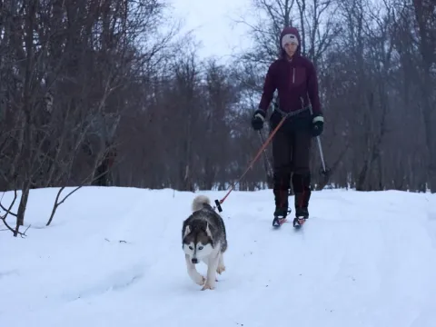 Skitur med en husky - Into the Wild