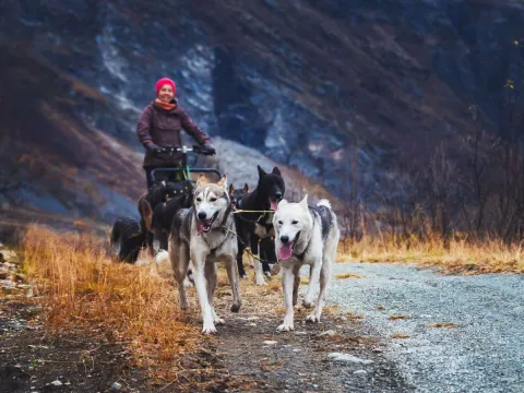 Hundesledetur på hjul - Lyngen Outdoor Experiences