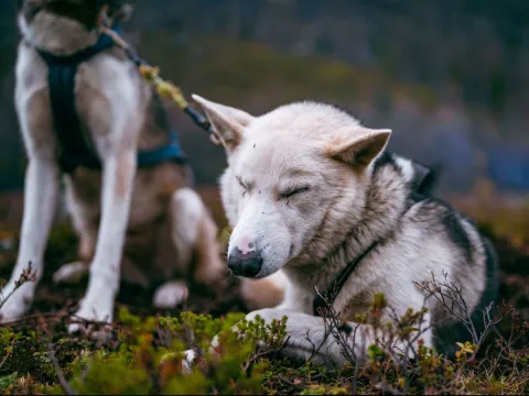 Hundesledetur på hjul - Lyngen Outdoor Experiences