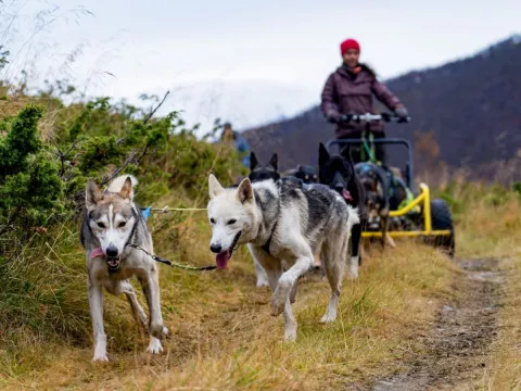Hundesledetur på hjul - Lyngen Outdoor Experiences