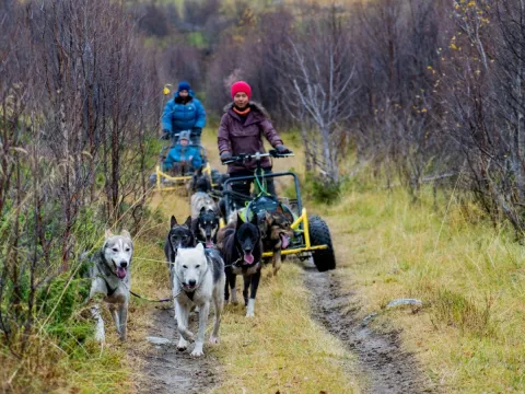 Hundesledetur på hjul - Lyngen Outdoor Experiences