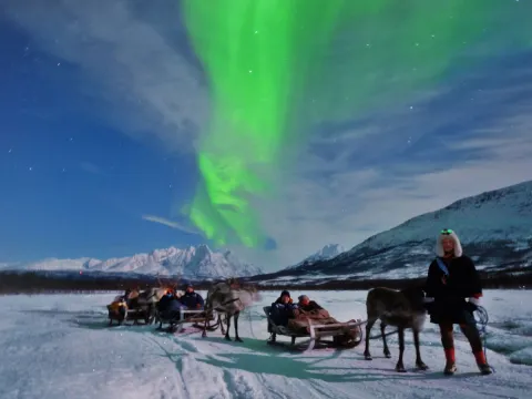 Reindeer Sledding, Reindeer Feeding and Sami Culture with a Chance of Northern Lights with Dinner