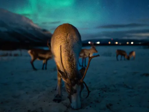Reindeer Feeding and Sami Culture with a Chance of Northern Lights with Dinner