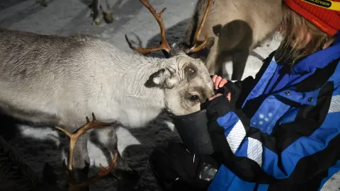 Reindeer Feeding and Sami Culture with a Chance of Northern Lights with Dinner