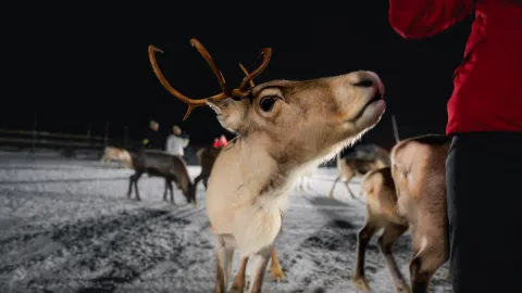Reindeer Feeding and Sami Culture with a Chance of Northern Lights with Dinner