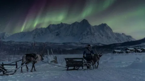 Reindeer Sledding, Reindeer Feeding and Sami Culture with a Chance of Northern Lights with Dinner