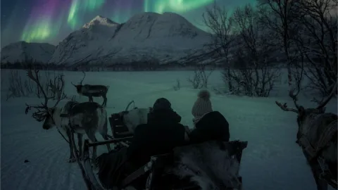 Reindeer Sledding, Reindeer Feeding and Sami Culture with a Chance of Northern Lights with Dinner