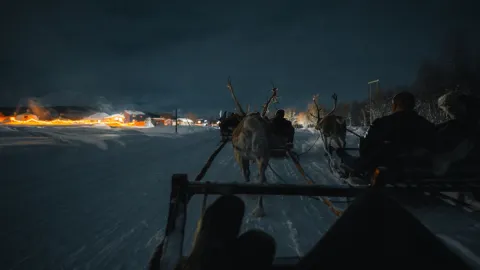 Reindeer Sledding, Reindeer Feeding and Sami Culture with a Chance of Northern Lights with Dinner