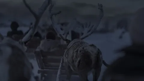 Reindeer Sledding, Reindeer Feeding and Sami Culture with a Chance of Northern Lights with Dinner