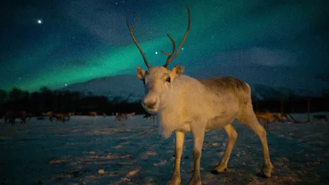 Reindeer Sledding, Reindeer Feeding and Sami Culture with a Chance of Northern Lights with Dinner