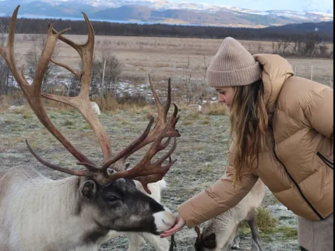 Reindeer Feeding and Sami Culture with Lunch in Autumn - 1pm departure - Tromsø Lapland