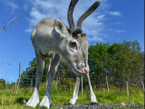 Reindeer Feeding and Sami Culture with Lunch in Autumn - 1pm departure - Tromsø Lapland