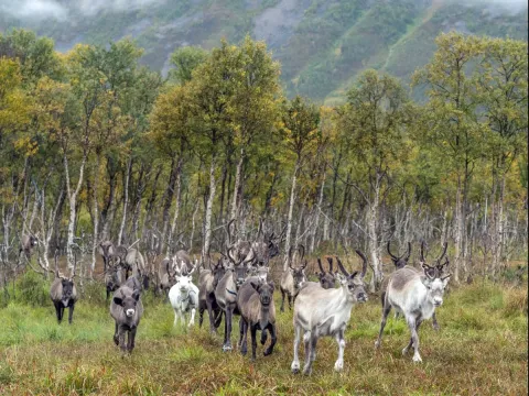 Reindeer Feeding and Sami Culture with Lunch in Autumn - 1pm departure - Tromsø Lapland