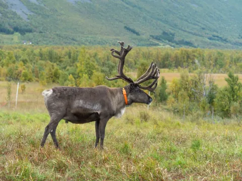 Reindeer Feeding and Sami Culture with Lunch in Autumn - 1pm departure - Tromsø Lapland