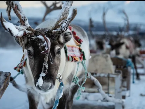 Reindeer Sledding, Reindeer Feeding and Sami Culture with Lunch - 1pm departure - Tromsø Lapland