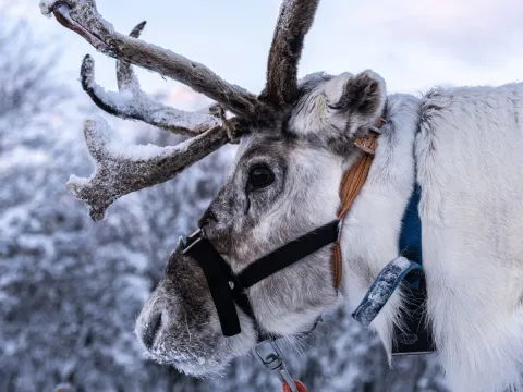 Reindeer Sledding, Reindeer Feeding and Sami Culture with Lunch - 1pm departure - Tromsø Lapland