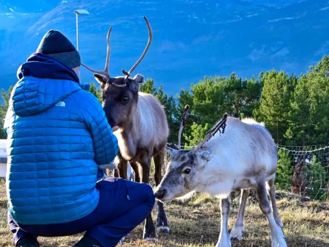 Møt arktiske dyr og opplev lokal kultur  - høsttur fra Tromsø – reinsdyr og huskyer