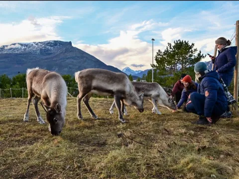 Møt arktiske dyr og opplev lokal kultur  - høsttur fra Tromsø – reinsdyr og huskyer