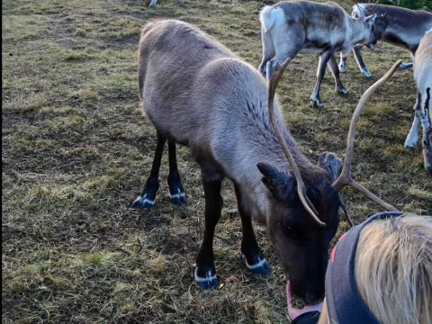 Møt arktiske dyr og opplev lokal kultur  - høsttur fra Tromsø – reinsdyr og huskyer