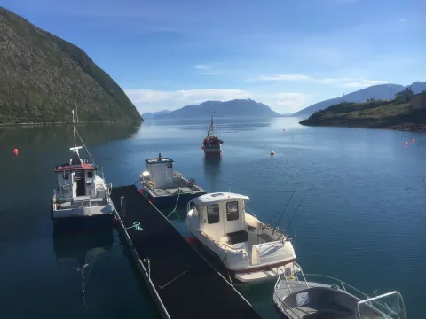 Guidet fisketur eller båtsightseeing med Koppangen Brygger
