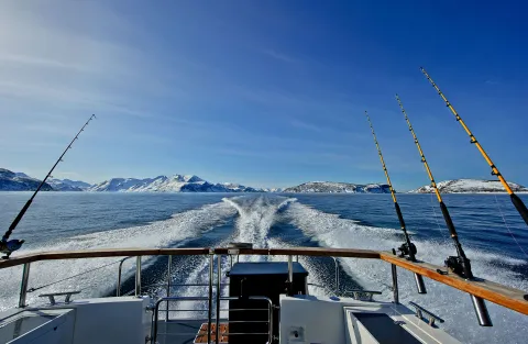 Lyngen Experience