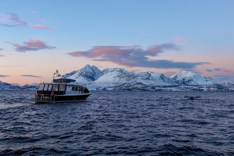 Lyngen Experience