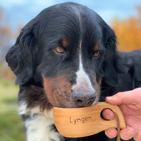 Koppangen Brygger