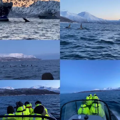 Hvalsafari fra Skjervøy - Reisafjord Xperience