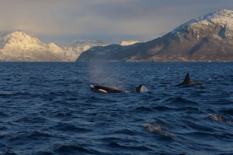 Whales and Northern Lights in Skjervøy