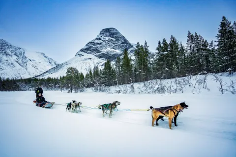 Hundekjøring i Reisadalen