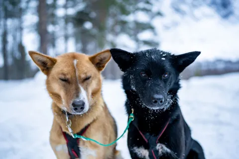 Hundekjøring i Reisadalen