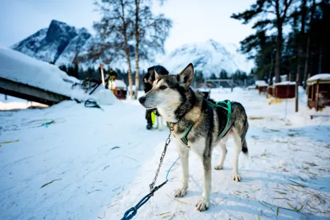 Hundekjøring i Reisadalen