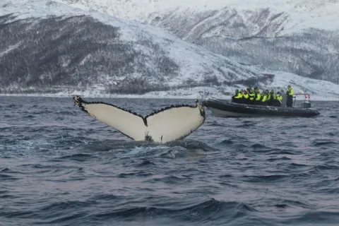 A whale tail fin from a diving whale, RIB with guests in the background