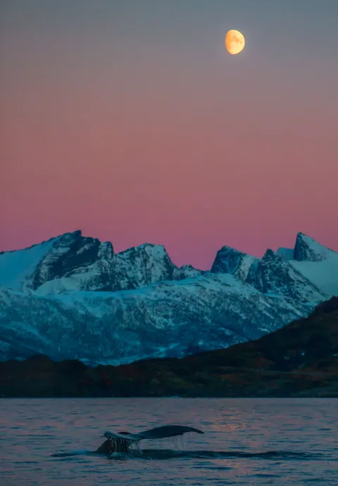 A whale tailfin and snowcovered mountains under a red sky