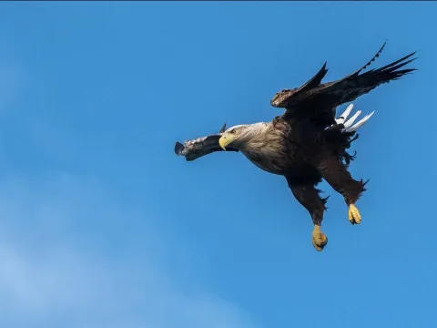 Ørn som flyr