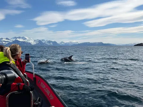 Person i RIB som filmer to delfiner i sjøen med en mobil