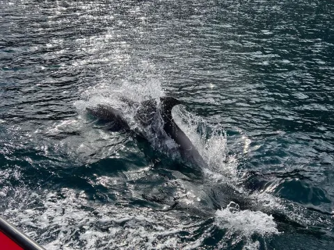 En delfin som bryter vannflaten