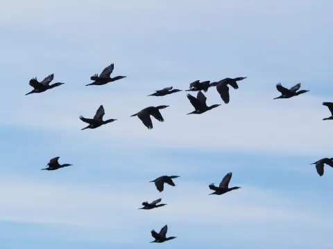 Skarv som flyr i samlet flokk