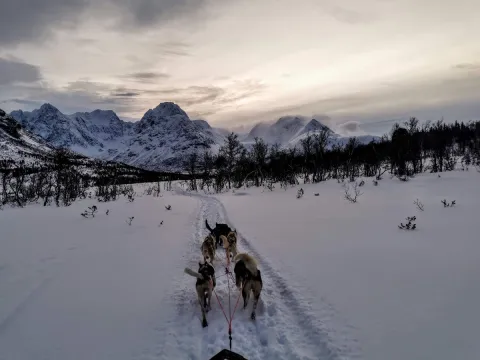 Lyngen Husky Safari