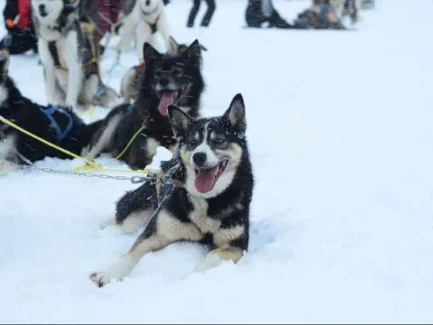Activenorth - Hundekjøring i arktisk natur med lunsj først 