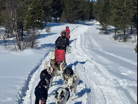 Activenorth - Dog sledding